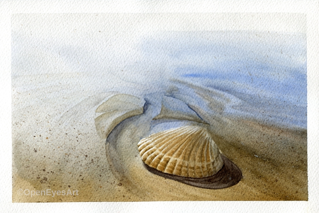 seashell